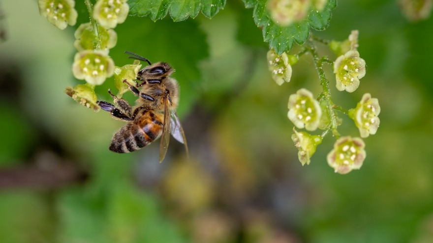 Bienenvolk am Arbeitsplatz Bienenvolk am Arbeitsplatz
